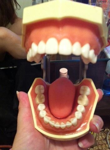 歯の模型（舌つき）